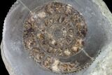 Polished Ammonite (Dactylioceras) Half - England #103782-1